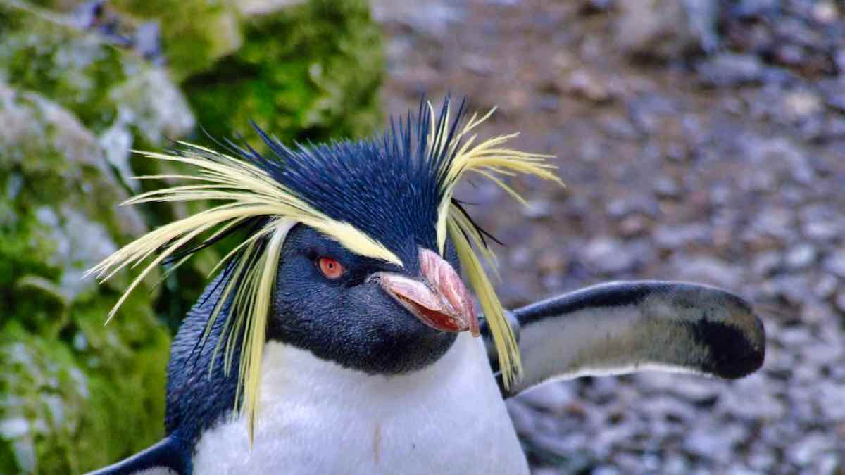 PenguinWorld